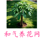 和气养花网